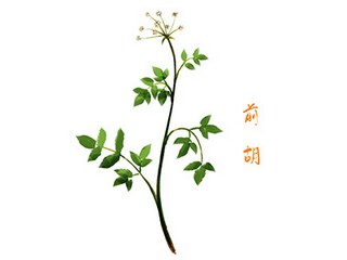 《朝花夕拾》》说课稿_朝花夕拾公开课教案