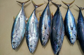 热爱春天的诗歌（热爱春天的诗句）