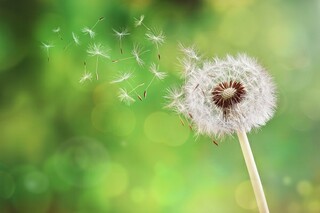 描写塞上江南的诗句（形容塞上江南）