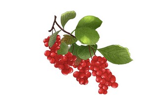 于描写天鹅的诗句的文章（天鹅的优美诗句）