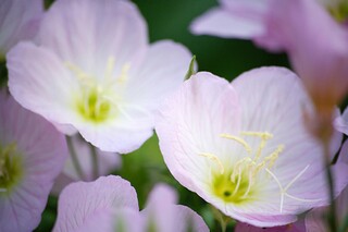 八年级语文上册第四单元试题