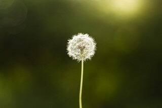 描写梅花的诗句六年级_描写梅花的六言绝句