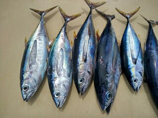 《狮子和鹿》课后教学反思（狮子和鹿教学目标）