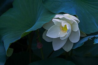 家乡的风俗小学生作文（家乡的风俗作文600字小年）