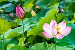 的幼儿园教师年度考核个人工作总结_幼儿园教师本人专业技术工作总结