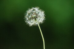 网络语言的利与弊辩论赛作文_网络语言看法英语作文