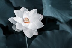 描写秋天的诗句「」_描写冬天的诗句